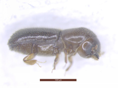 Xyleborinus saxesenii