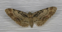Eupithecia mutata