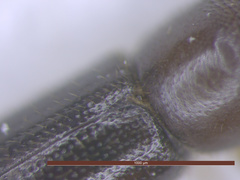 Xyleborinus saxesenii