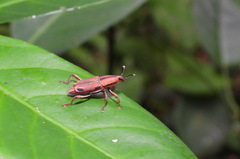 Sphenocorynes kosempoensis