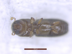 Xyleborinus saxesenii