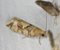 Zeiraphera canadensis