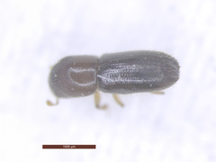 Xyleborinus saxesenii
