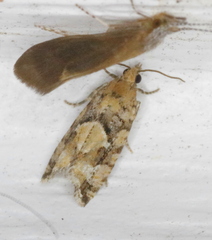 Zeiraphera canadensis