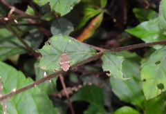 Cletomorpha