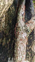 Nectria pseudotrichia