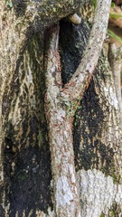 Nectria pseudotrichia