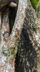 Nectria pseudotrichia