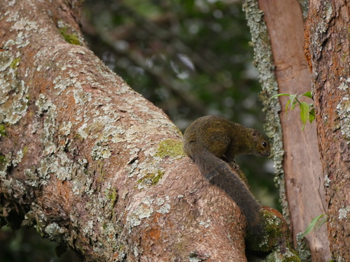 Carruthers' Mountain Squirrel