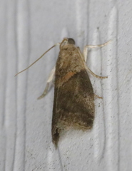 Acrobasis juglandis