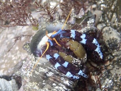 Calcinus elegans