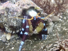 Calcinus elegans
