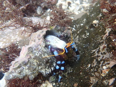 Calcinus elegans