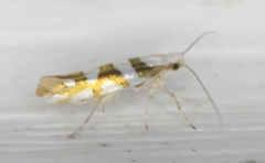 Argyresthia calliphanes