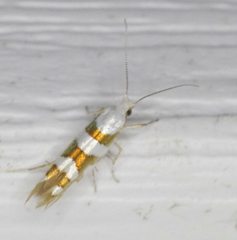 Argyresthia calliphanes