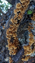 Xylobolus spectabilis