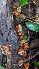 Xylobolus spectabilis