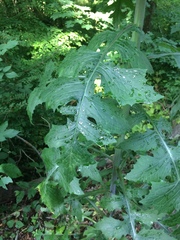 Lactuca canadensis