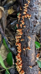 Xylobolus spectabilis