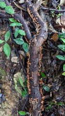 Xylobolus spectabilis