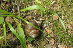 Helix pomatia