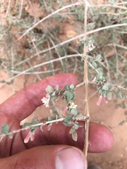Symphoricarpos longiflorus