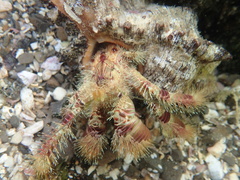 Aniculus ursus
