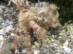 Aniculus ursus