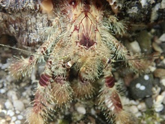 Aniculus ursus