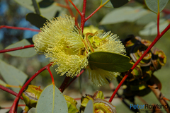 Eucalyptus sessilis