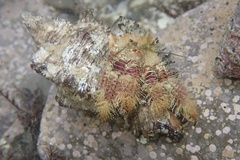 Aniculus ursus