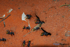 Camponotus aurocinctus