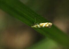 Argyresthia goedartella