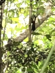 Saguinus weddelli weddelli