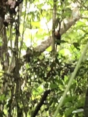 Saguinus weddelli weddelli