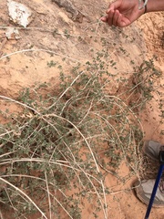 Symphoricarpos longiflorus