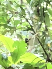 Saguinus weddelli weddelli