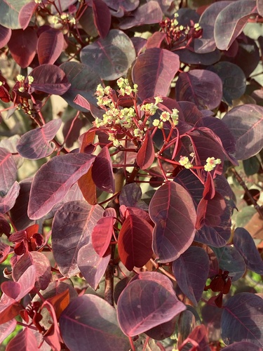 Euphorbia cotinifolia iNat (1)