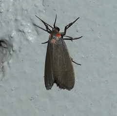 Haematomis uniformis