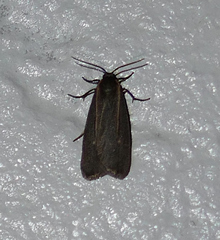 Hypoprepia inculta