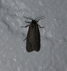 Hypoprepia inculta