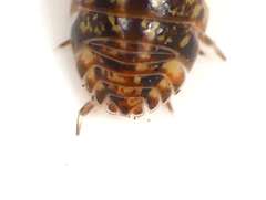 Armadillidium pictum