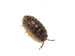 Armadillidium pulchellum