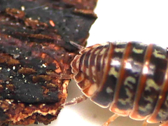 Armadillidium pulchellum