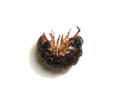 Armadillidium pulchellum