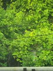 Vitis riparia