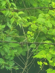 Vitis riparia