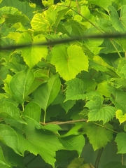 Vitis riparia