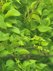 Vitis riparia