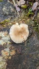 Russula sororia